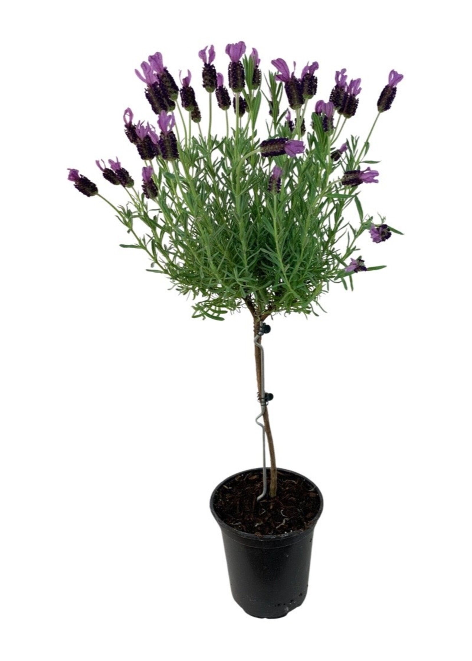 Lavandula Tree 1 Gallon