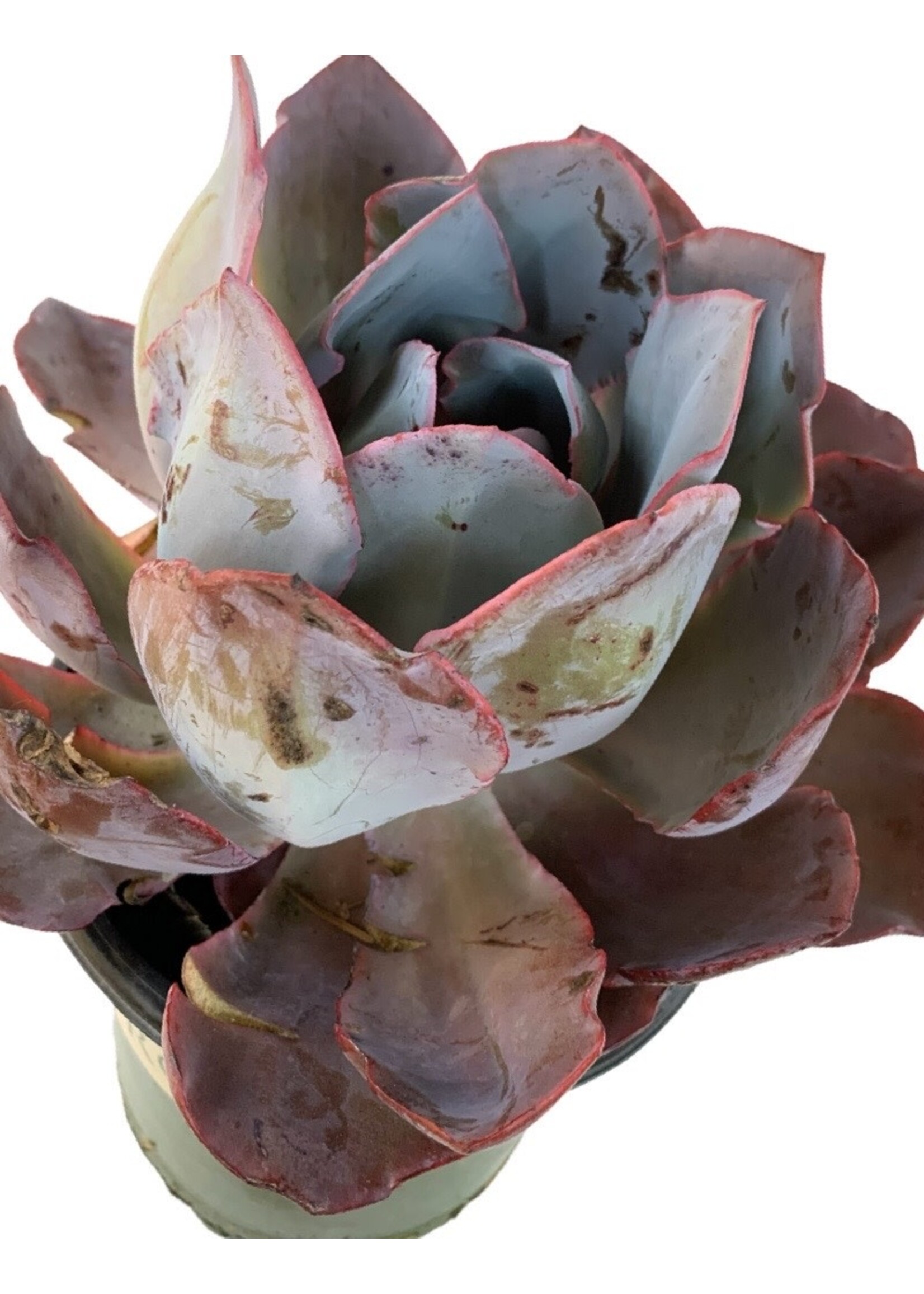 Echeveria 'Afterglow' 1 Gallon