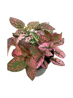 Hypoestes mixed 'Red/White/Pink' 4 Inch