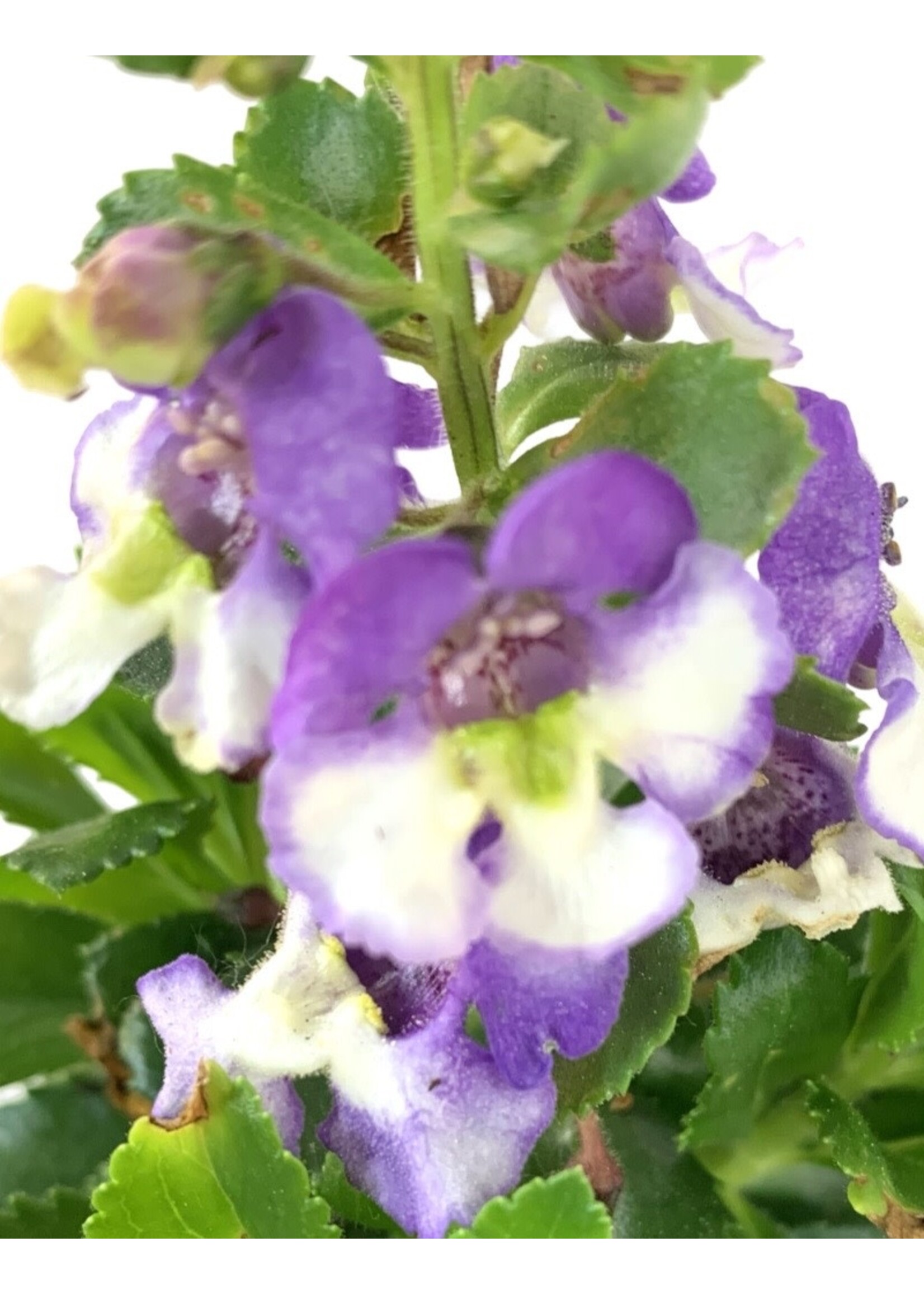 Angelonia  Alonia 'Big Bicolor Purple' 4 Inch