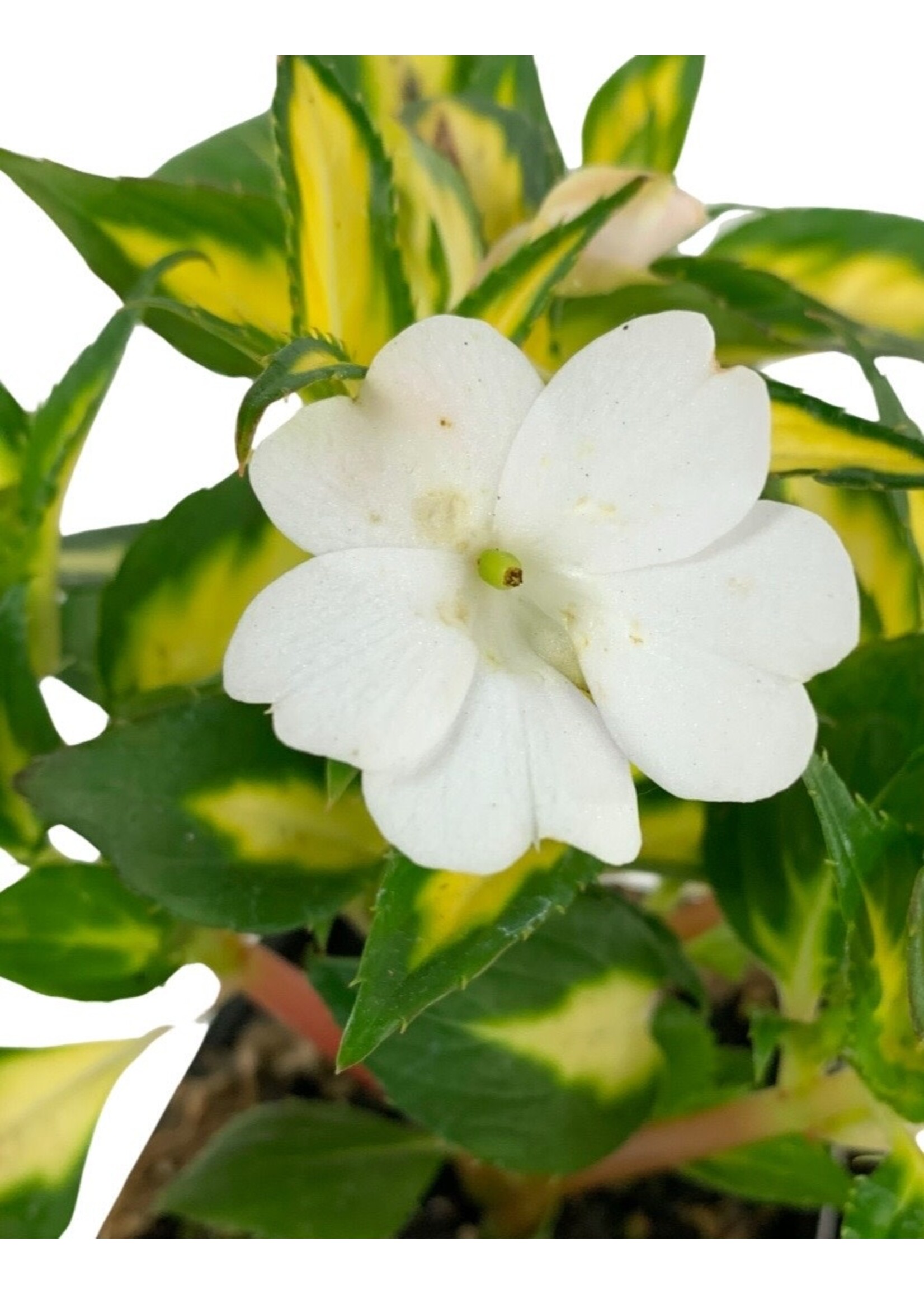 Sunpatiens ‘Vigorous Tropical White’ 4 Inch