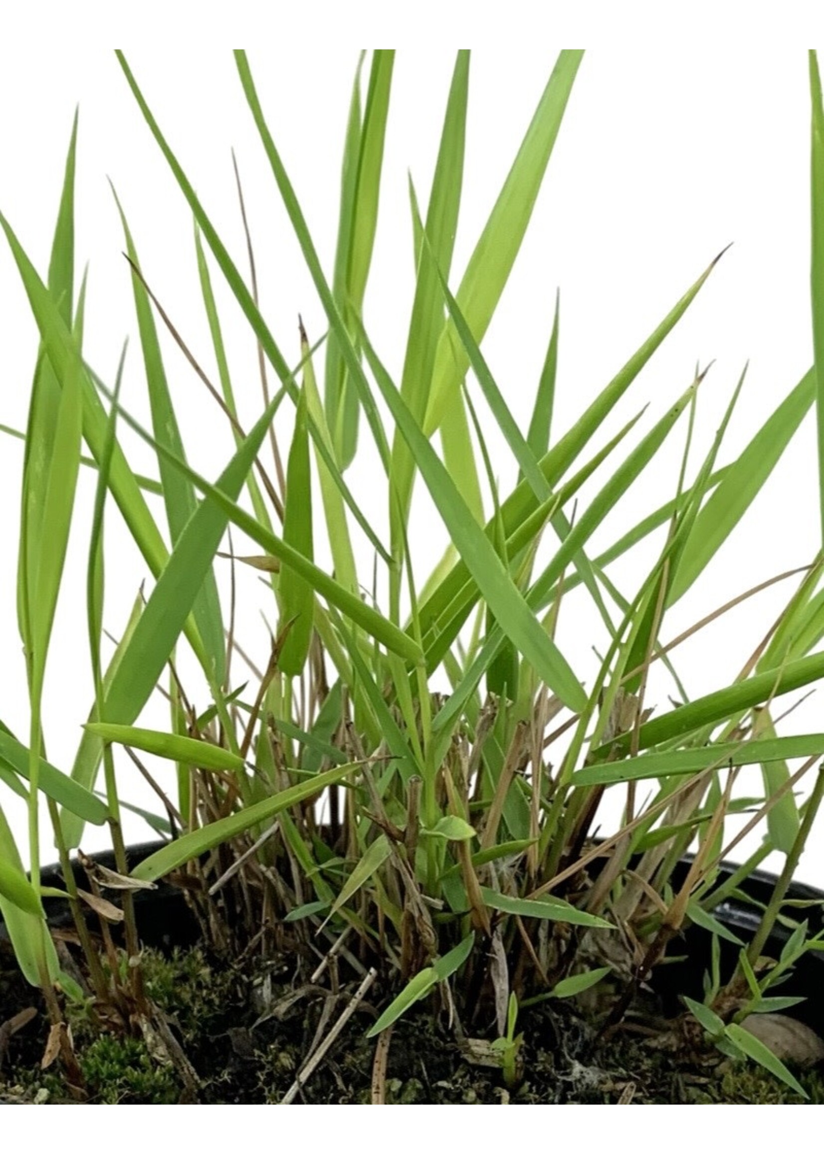 Hakonechloa macra 'All Gold'