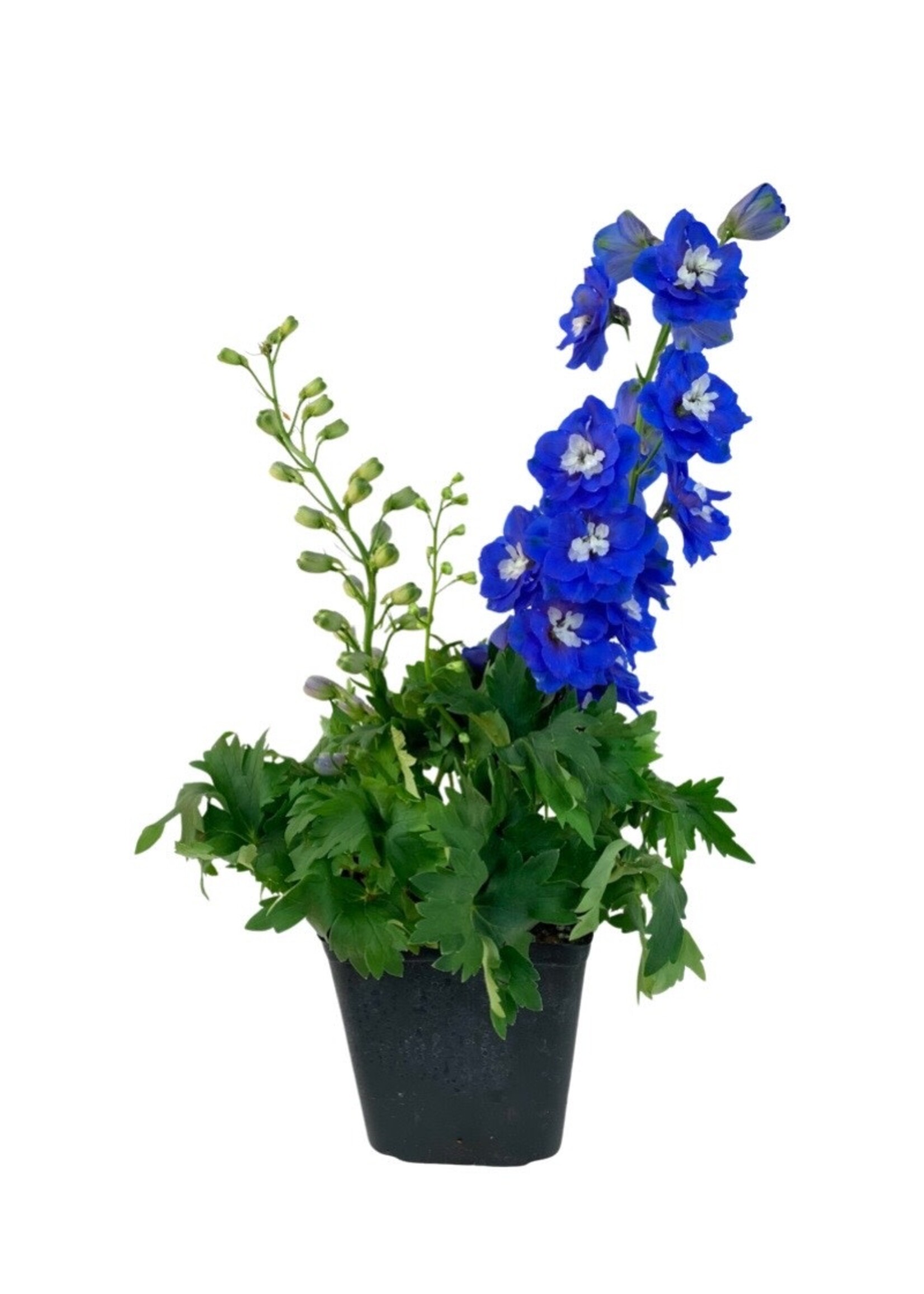 Delphinium elatum 'Aurora Blue' 1 Gallon