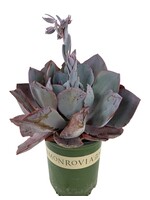 Echeveria 'Afterglow' 1 Gallon