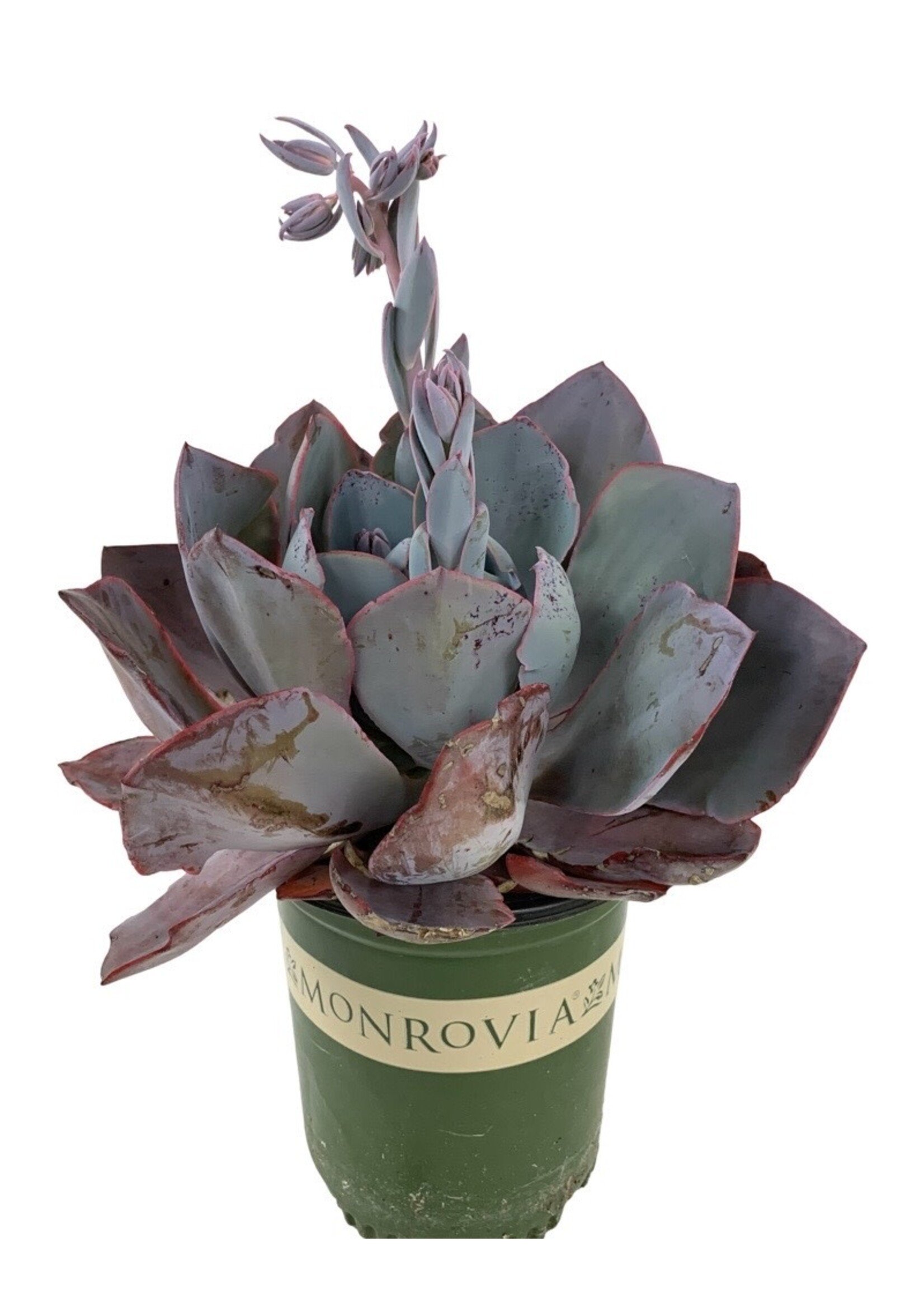 Echeveria 'Afterglow' 1 Gallon