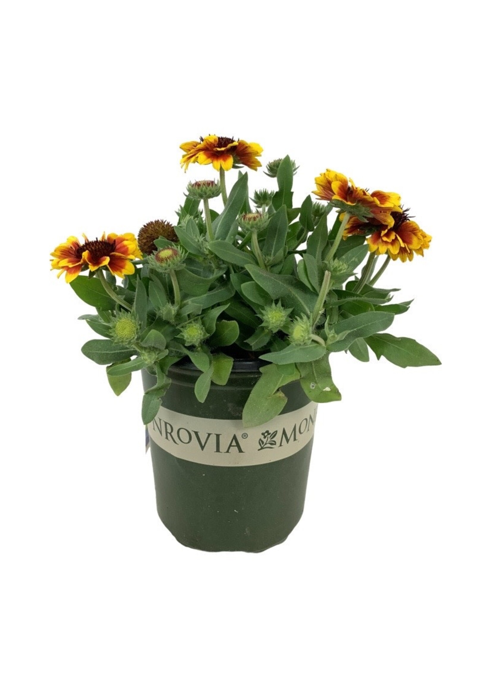Gaillardia aristata 'Barbican Yellow Red Ring' 1 Gallon The Garden Corner