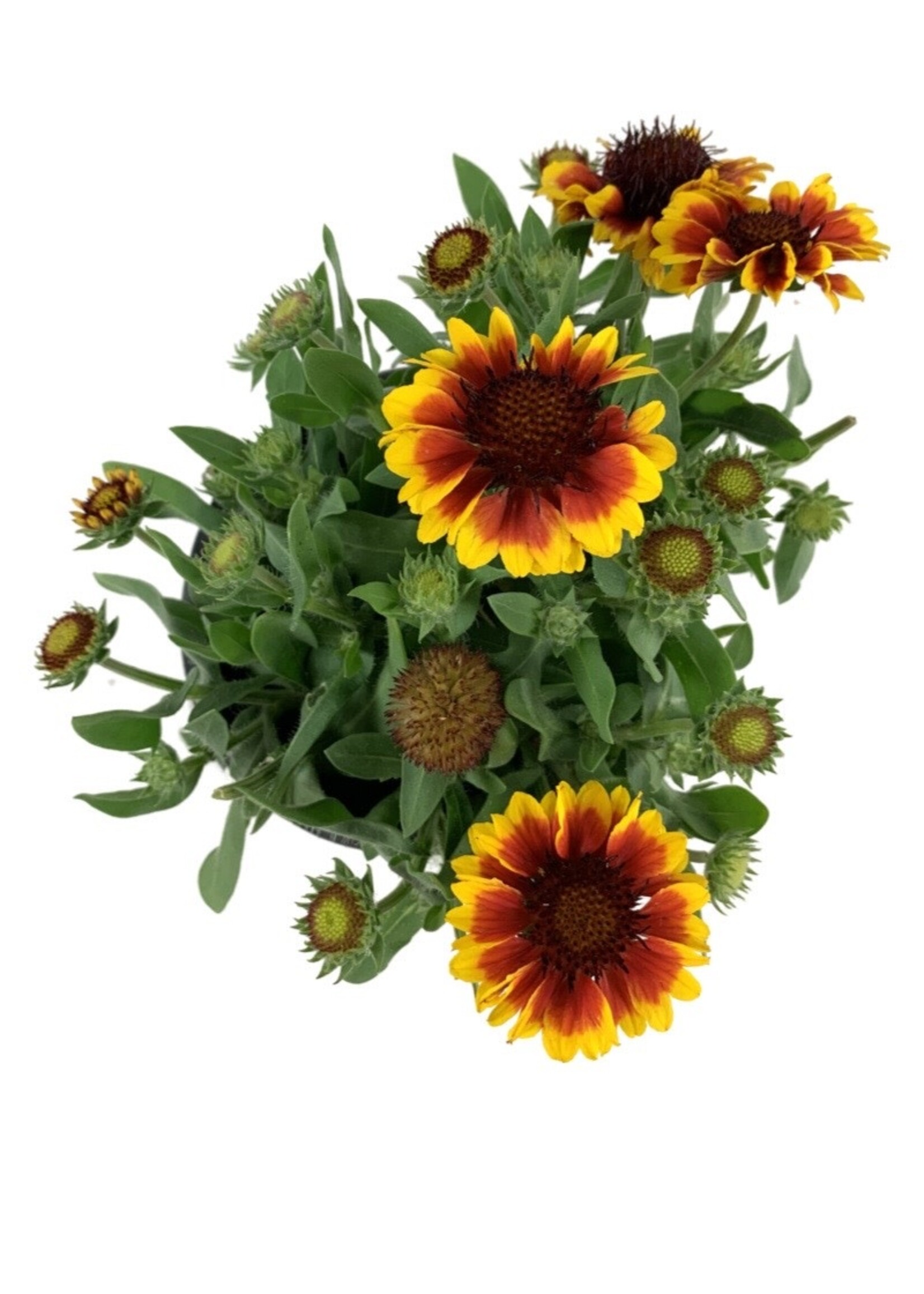 Gaillardia aristata 'Barbican Yellow Red Ring' 1 Gallon The Garden Corner