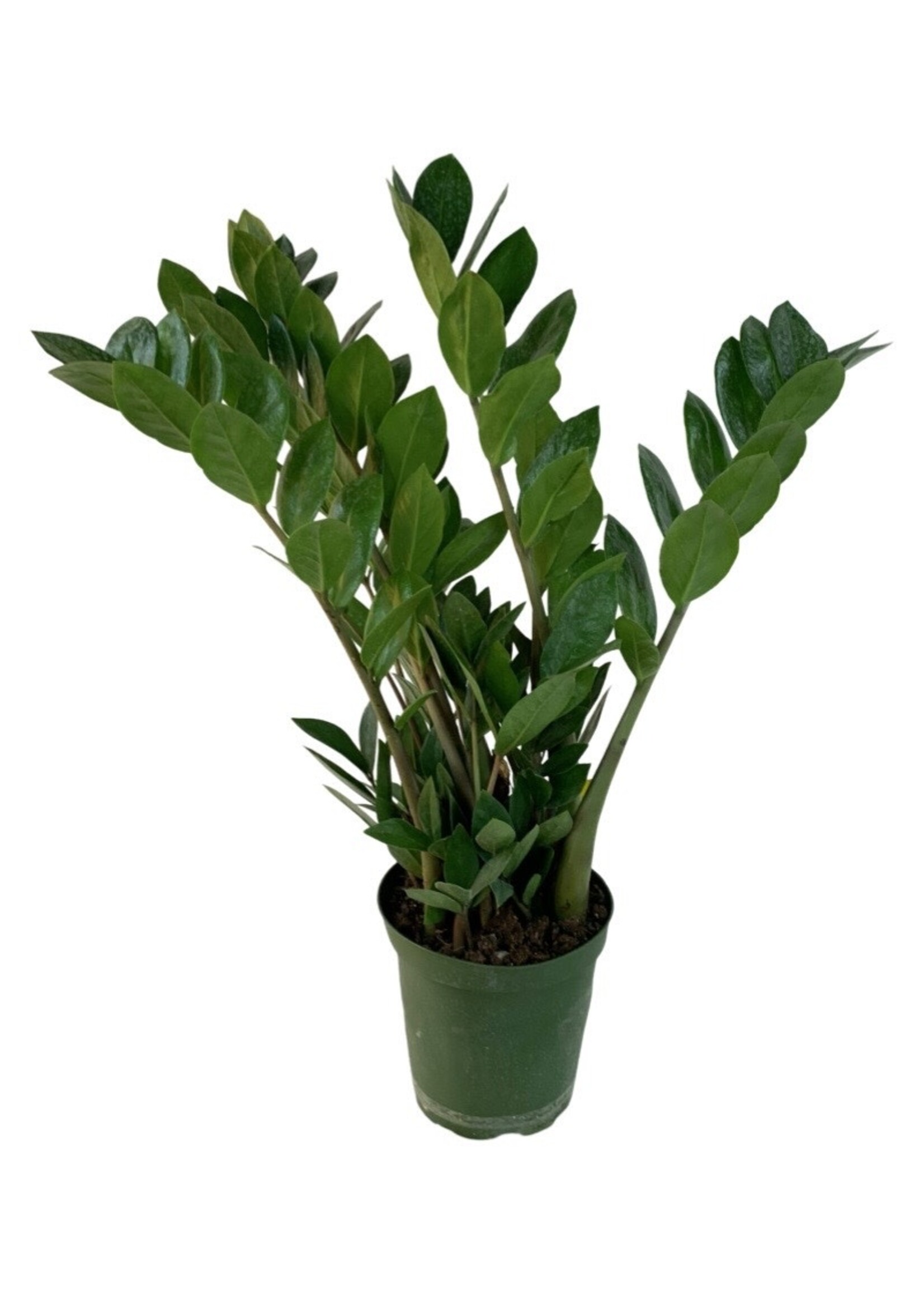 Zamioculcas zamiifolia 6 Inch