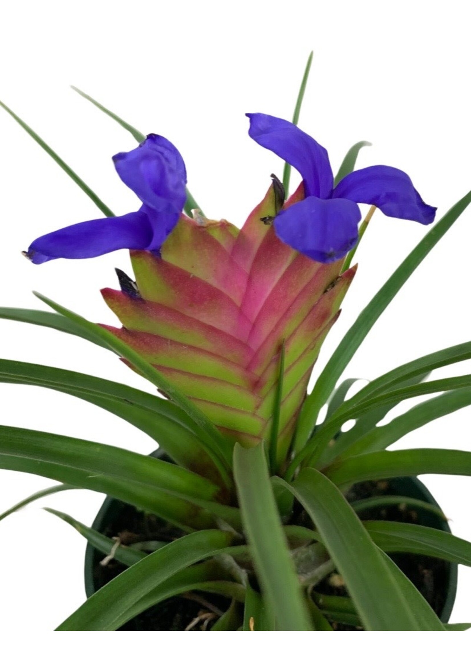 Tillandsia cyanea 'Pink Quill' Quart