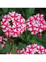 Verbena 'Candy Cane' 4 Inch