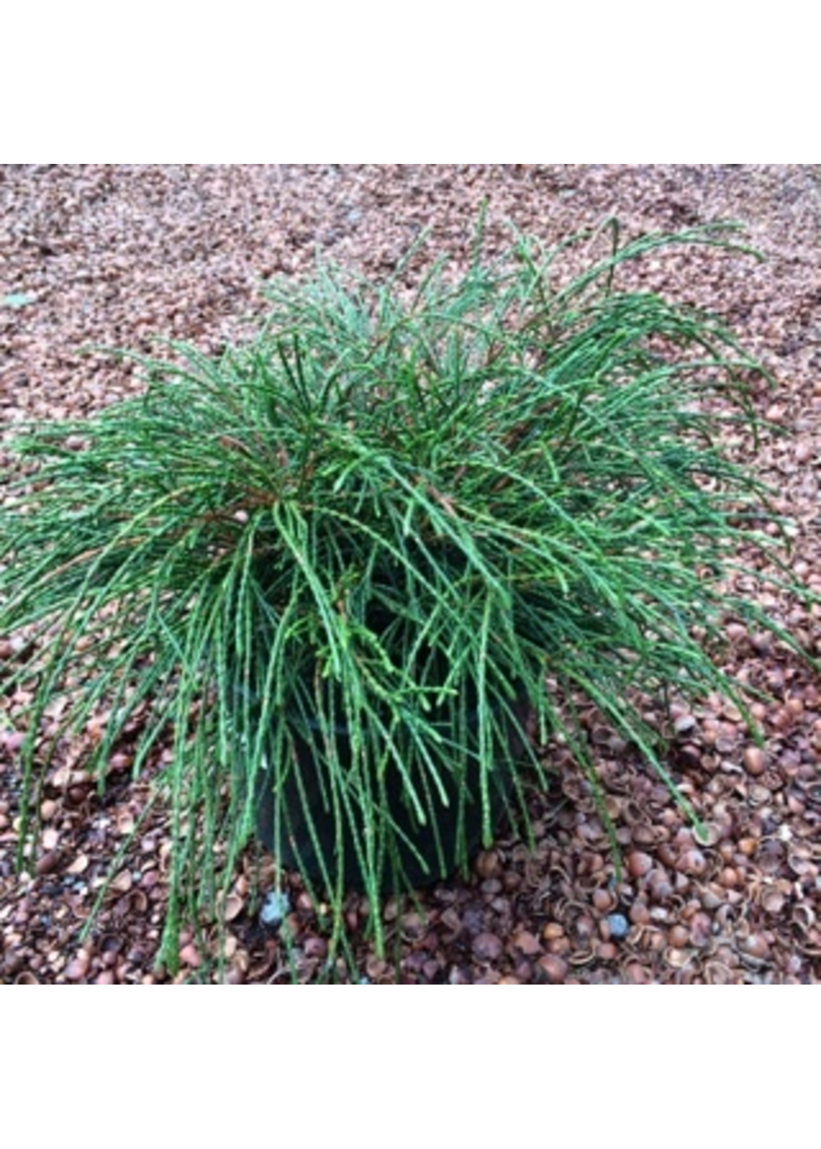 whipcord arborvitae in landscape