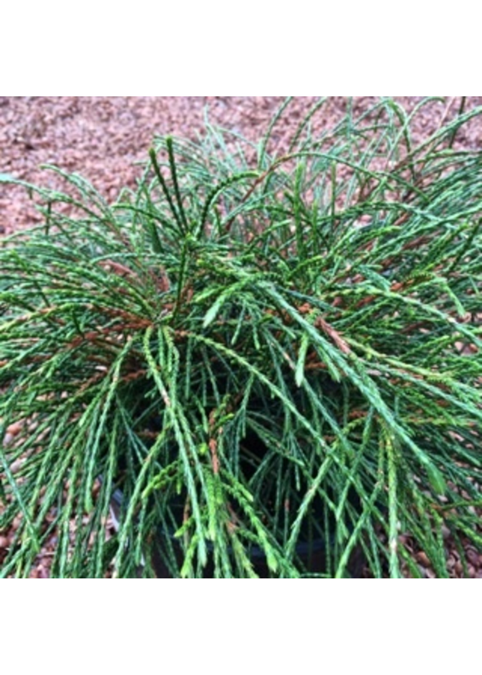 whipcord arborvitae in landscape