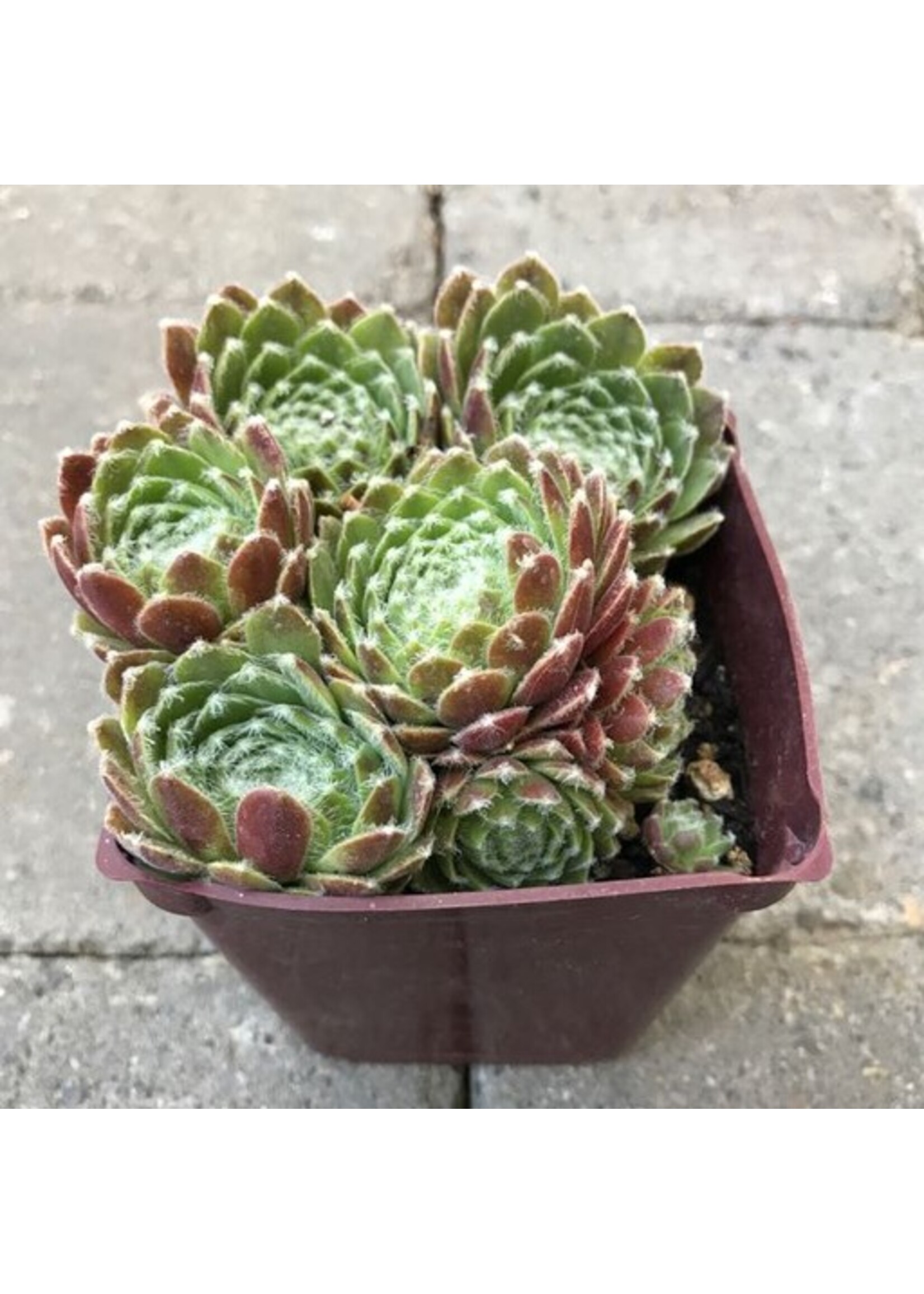 Sempervivum 'Icicle' 4 inch