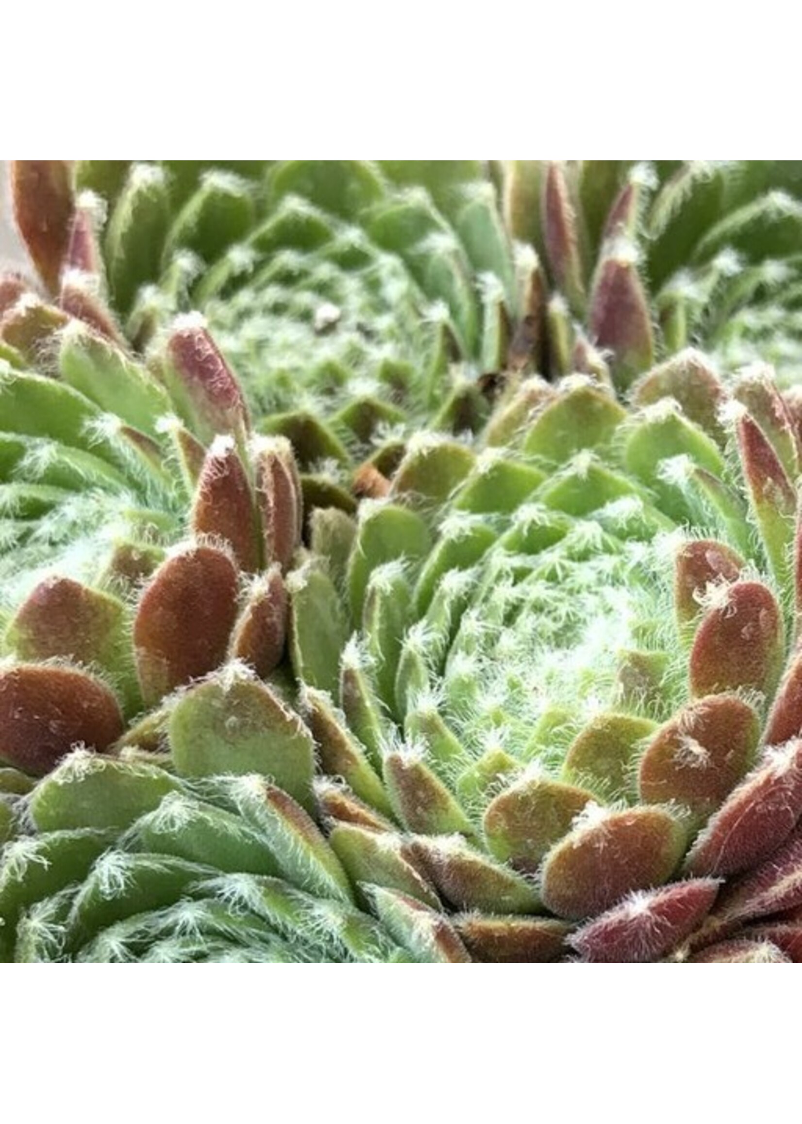 Sempervivum 'Icicle' 4 inch