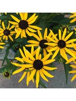 Rudbeckia 'Little Goldstar'  1 Gallon