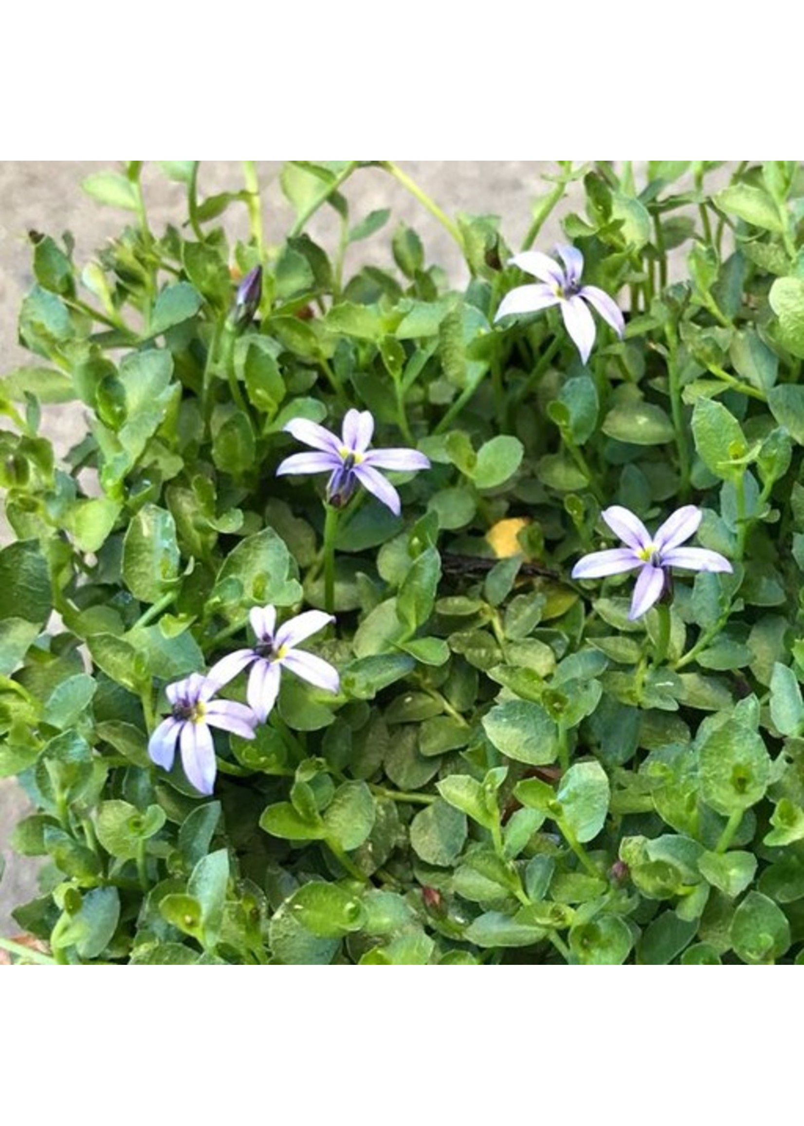 Pratia pedunculata 'County Park' 4 Inch