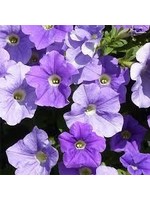 Petunia 'Surfinia Sky Blue' 4 Inch