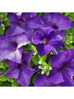 Petunia 'Surfinia Purple Majestic' 4 Inch