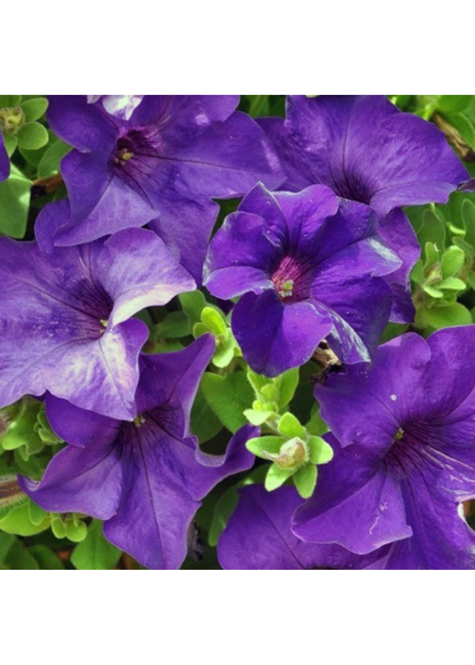 Petunia 'Surfinia Purple Majestic' 4 Inch