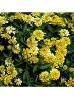 Lantana 'Bandana Lemon Zest' 4 Inch