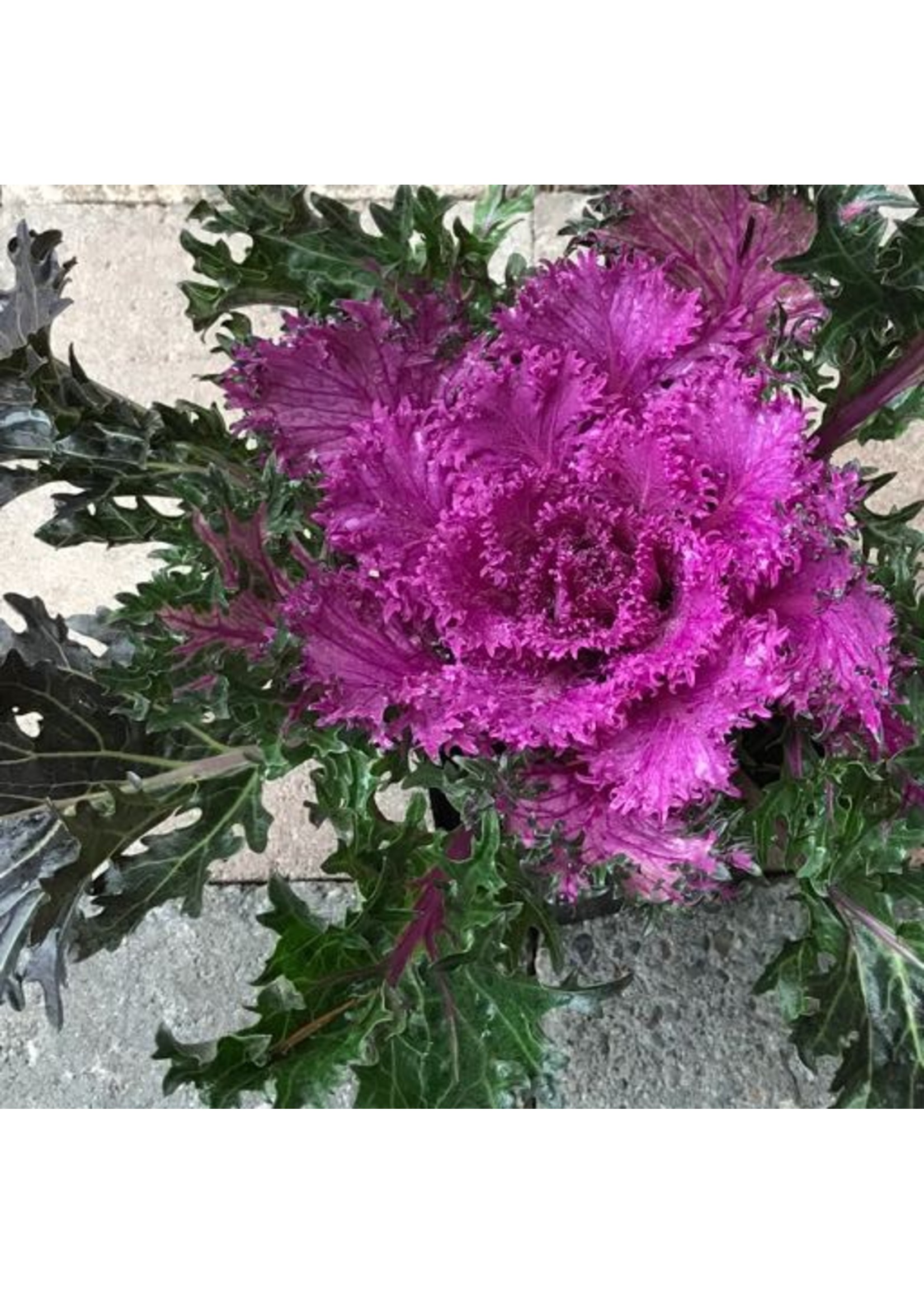 Kale 'Glamour Red' 4 Inch