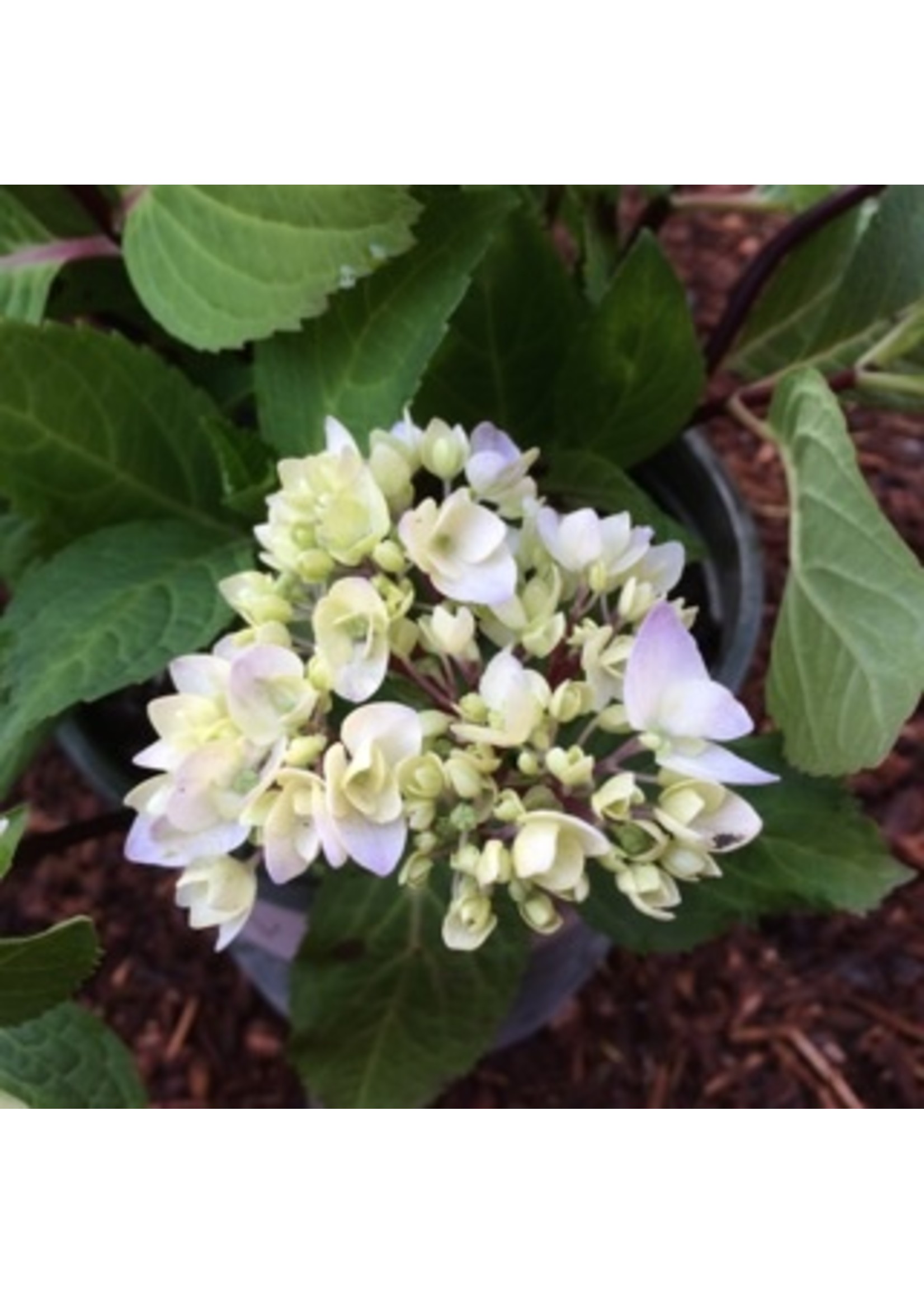 Hydrangea macrophylla 'Monmar' 2 Gallon