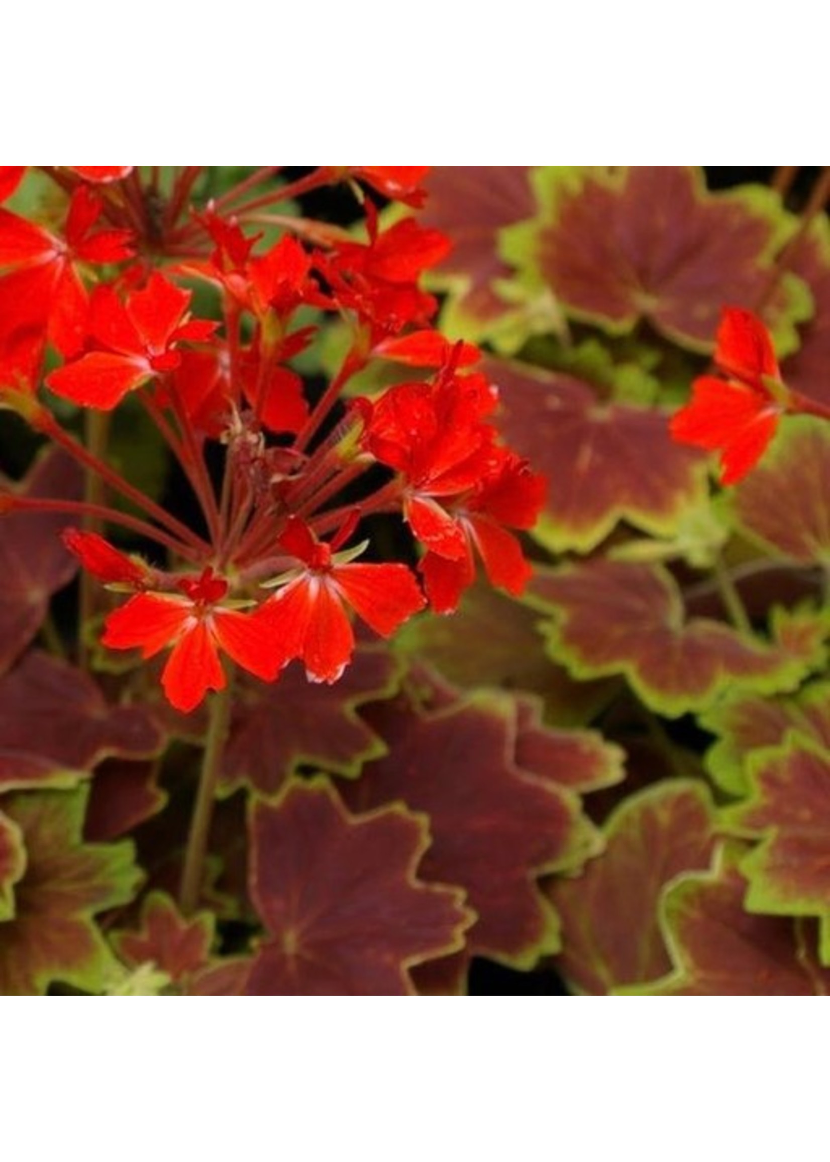 Geranium Fancy Leaf 'Vancouver Centennial'  4 Inch