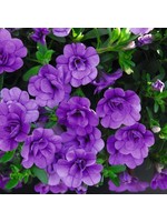 Calibrachoa 'Minifamous Double Amethyst' 4 Inch