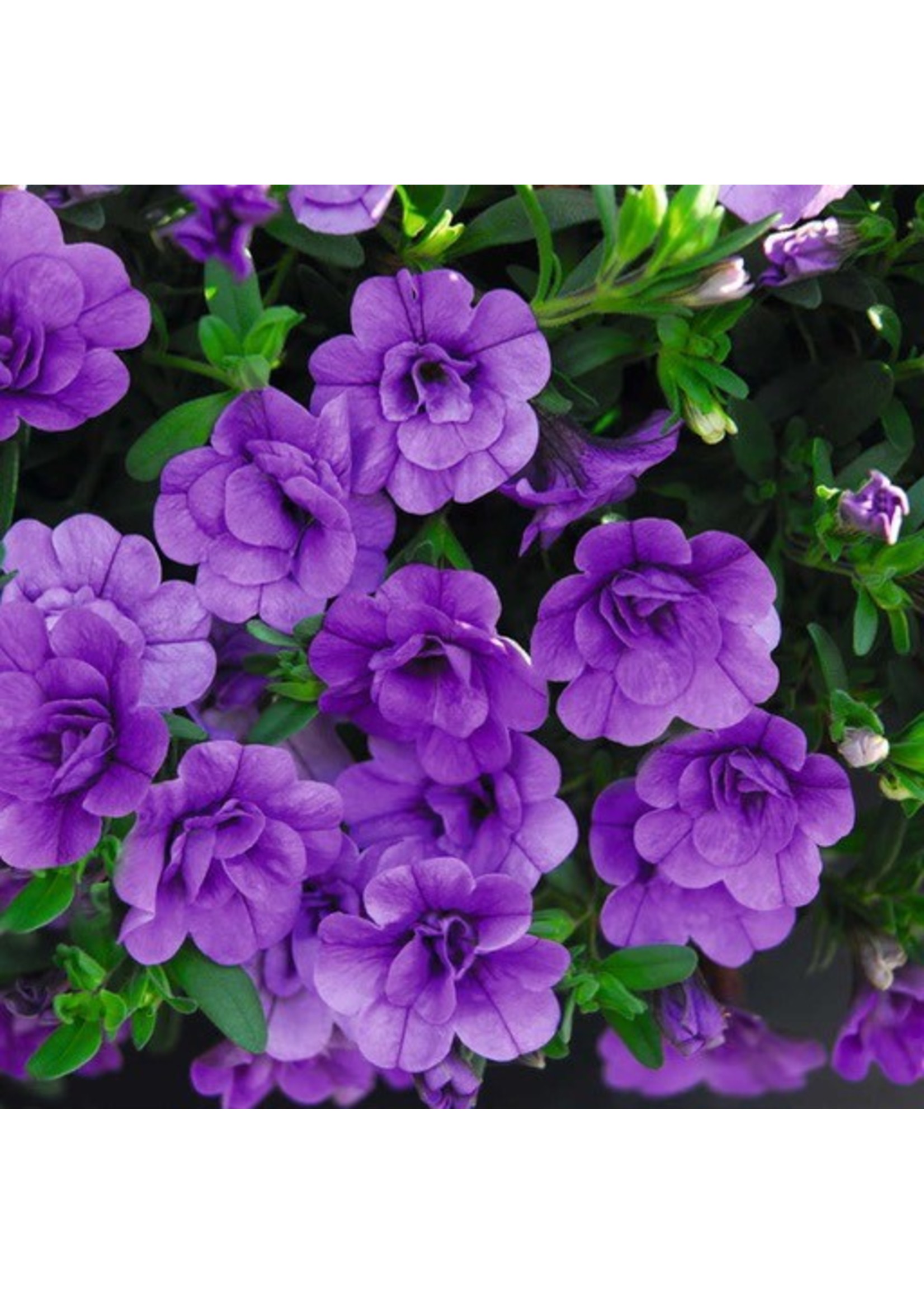 Calibrachoa 'Minifamous Double Amethyst' 4 Inch