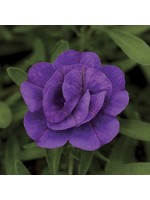 Calibrachoa 'Minifamous Double Blue'  4 inch