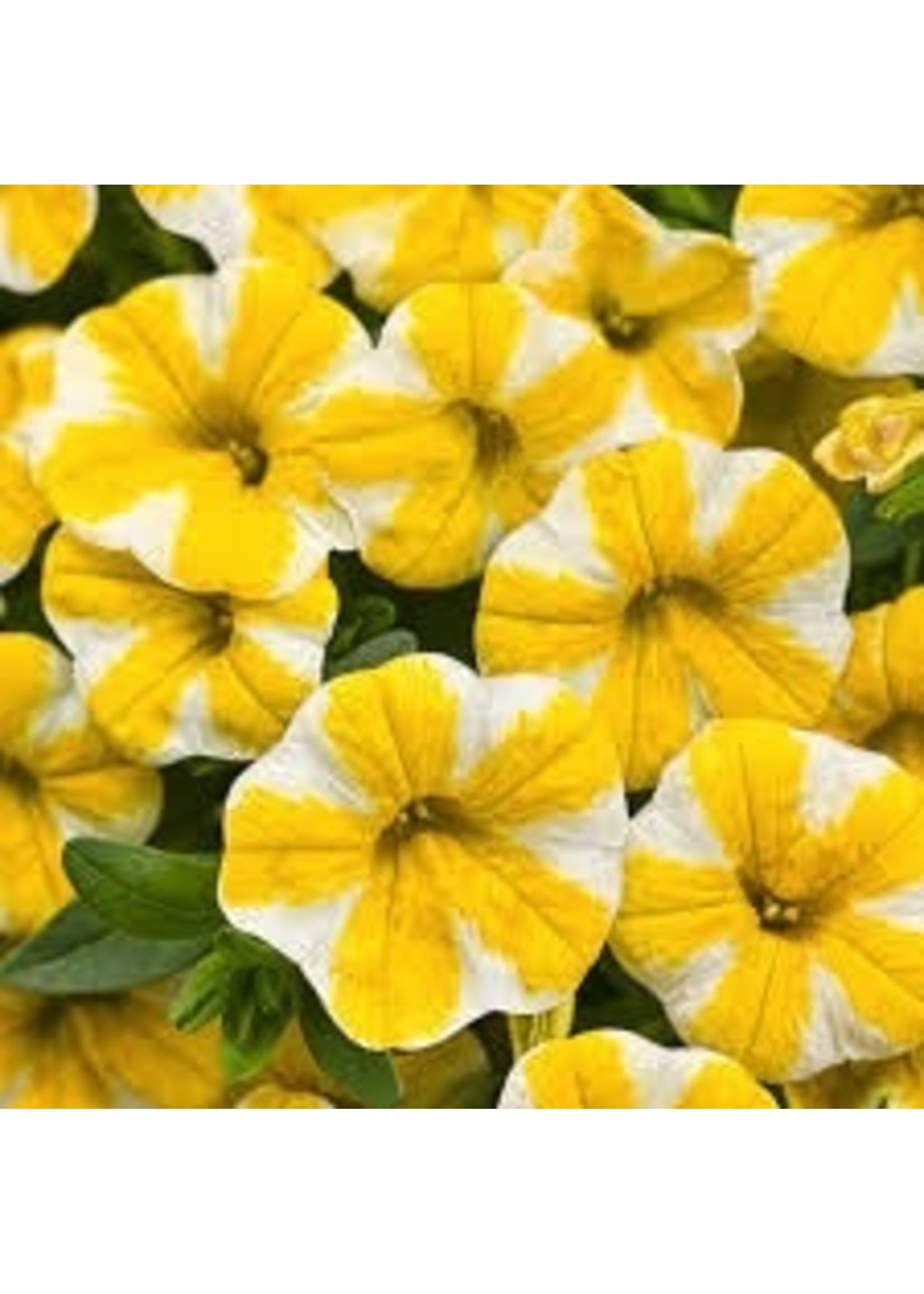 Calibrachoa 'Lemon Slice' 4 Inch