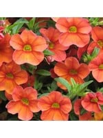 Calibrachoa 'Aloha Kona Hot Orange' 4 Inch