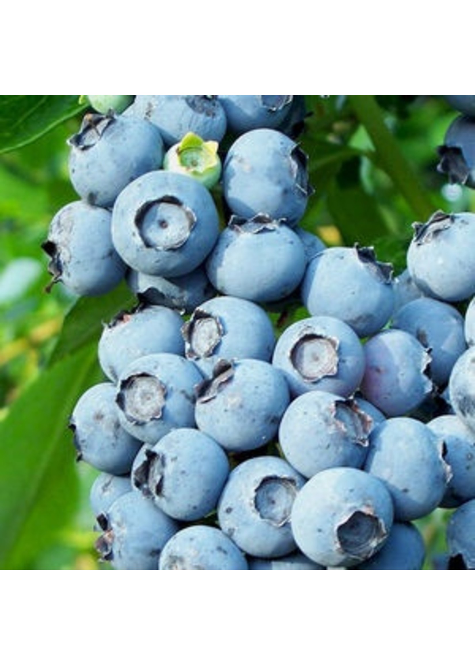 Blueberry 'Toro' 1 Gallon