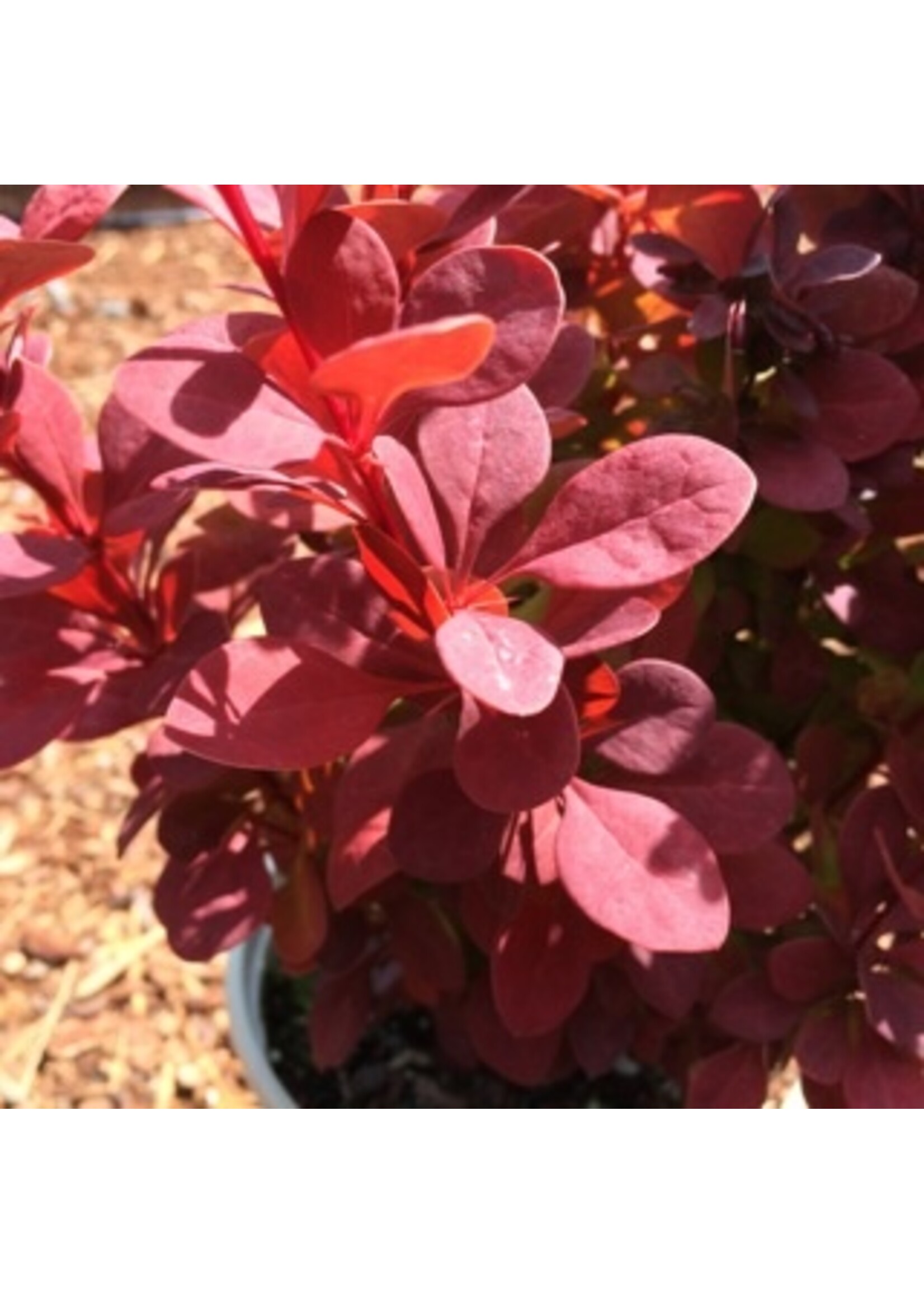 Berberis thunbergii 'Orange Rocket' 1 Gallon