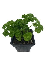 Parsley 'Curly' 4 Inch