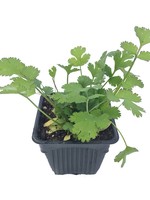 Cilantro 4 Inch