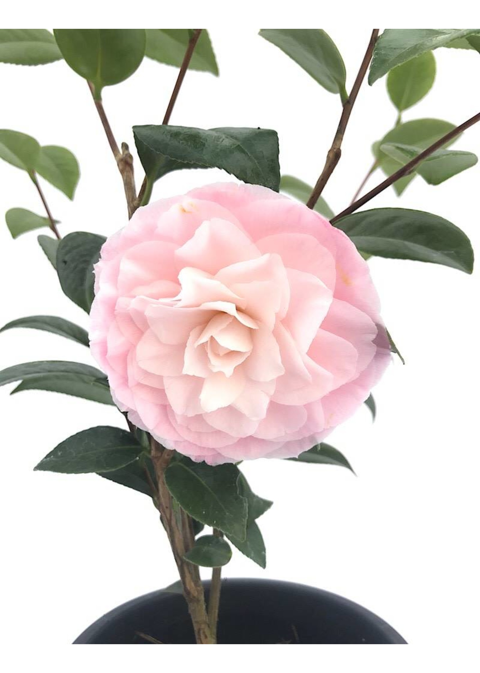 Camellia 'Nuccio's Pearl'1 gal