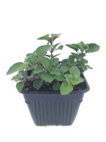 Oregano 'Hot & Spicy' 4 Inch