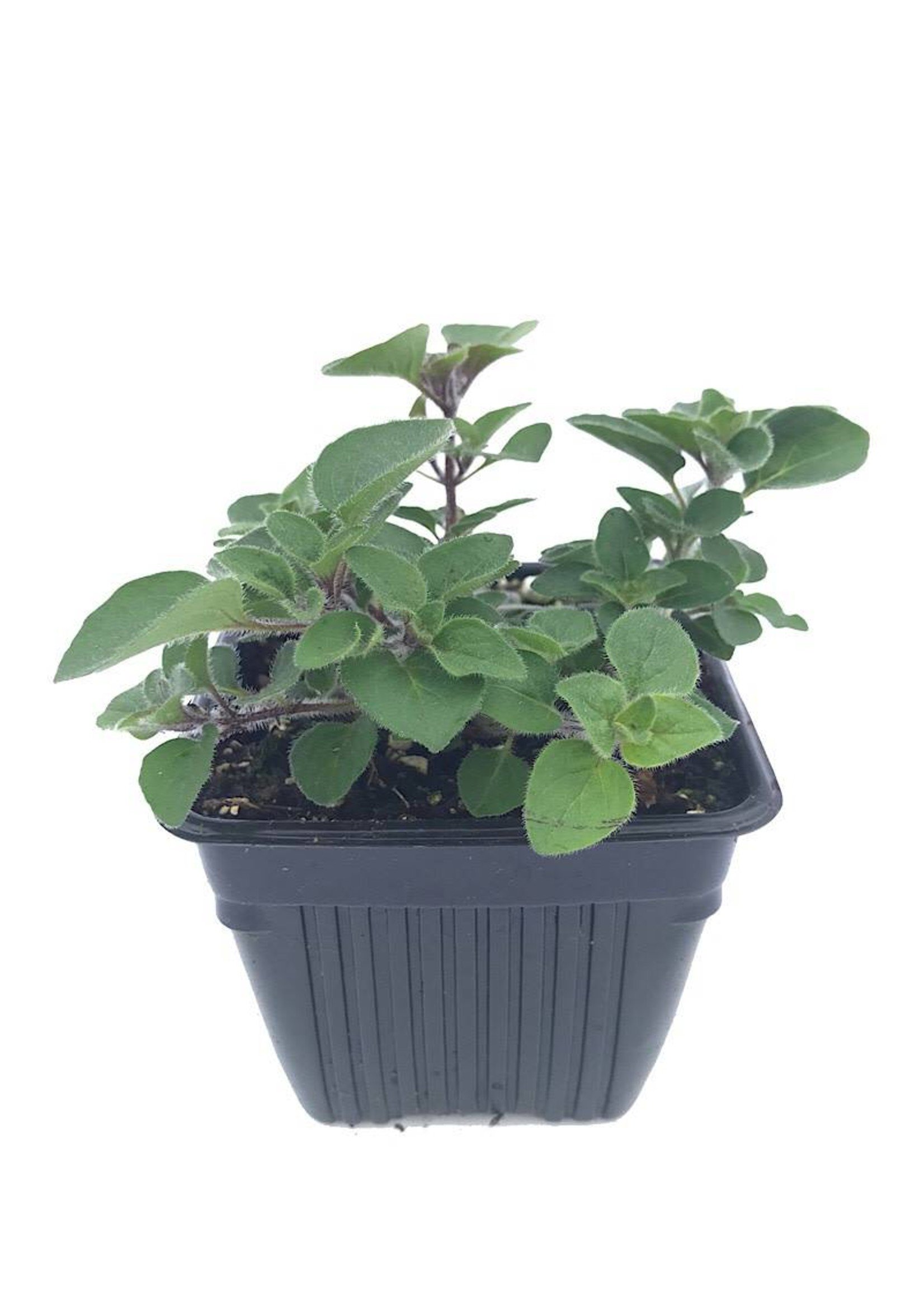 Oregano 'Hot & Spicy' 4 Inch