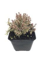 Thymus vulgaris 'Silver Posie' 4 Inch