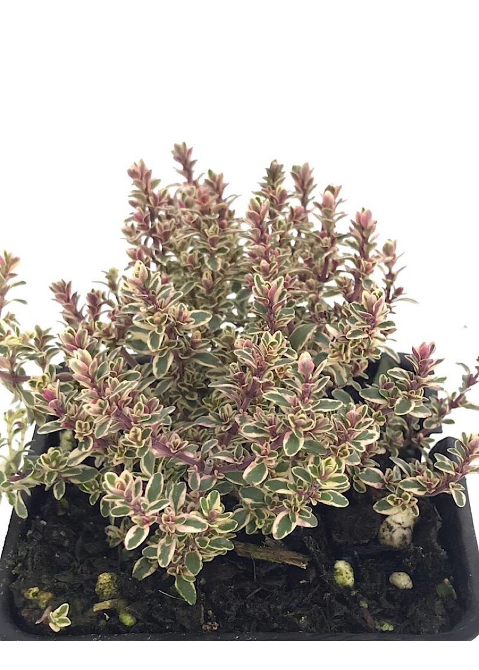 Thymus vulgaris 'Silver Posie' 4 Inch