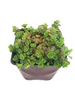 Sedum makinoi 'Limelight' 4 Inch