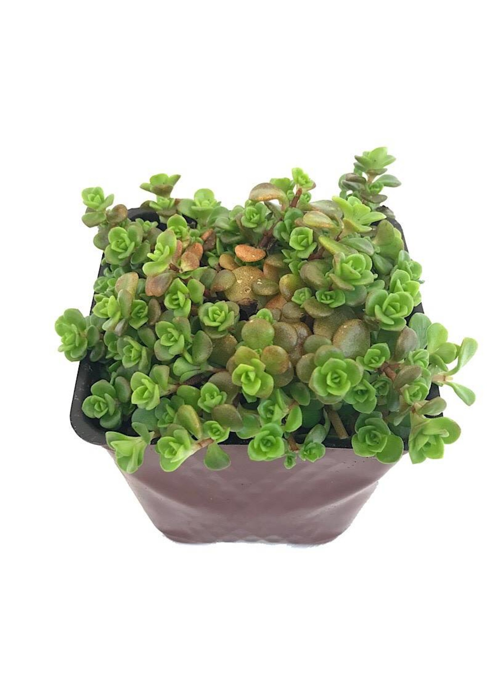 Sedum makinoi 'Limelight' 4 Inch