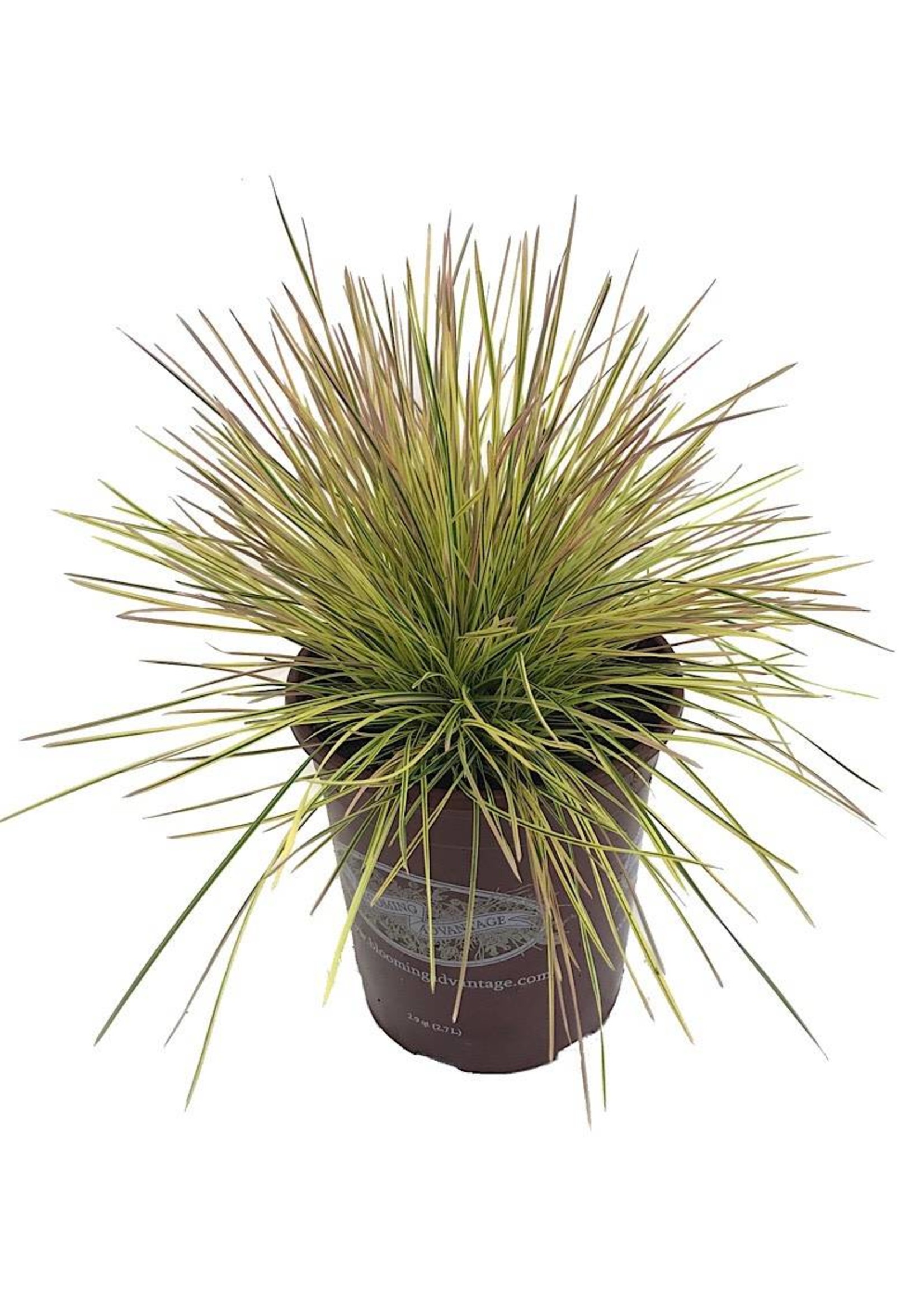 Deschampsia 'Northern Lights' 1 Gallon