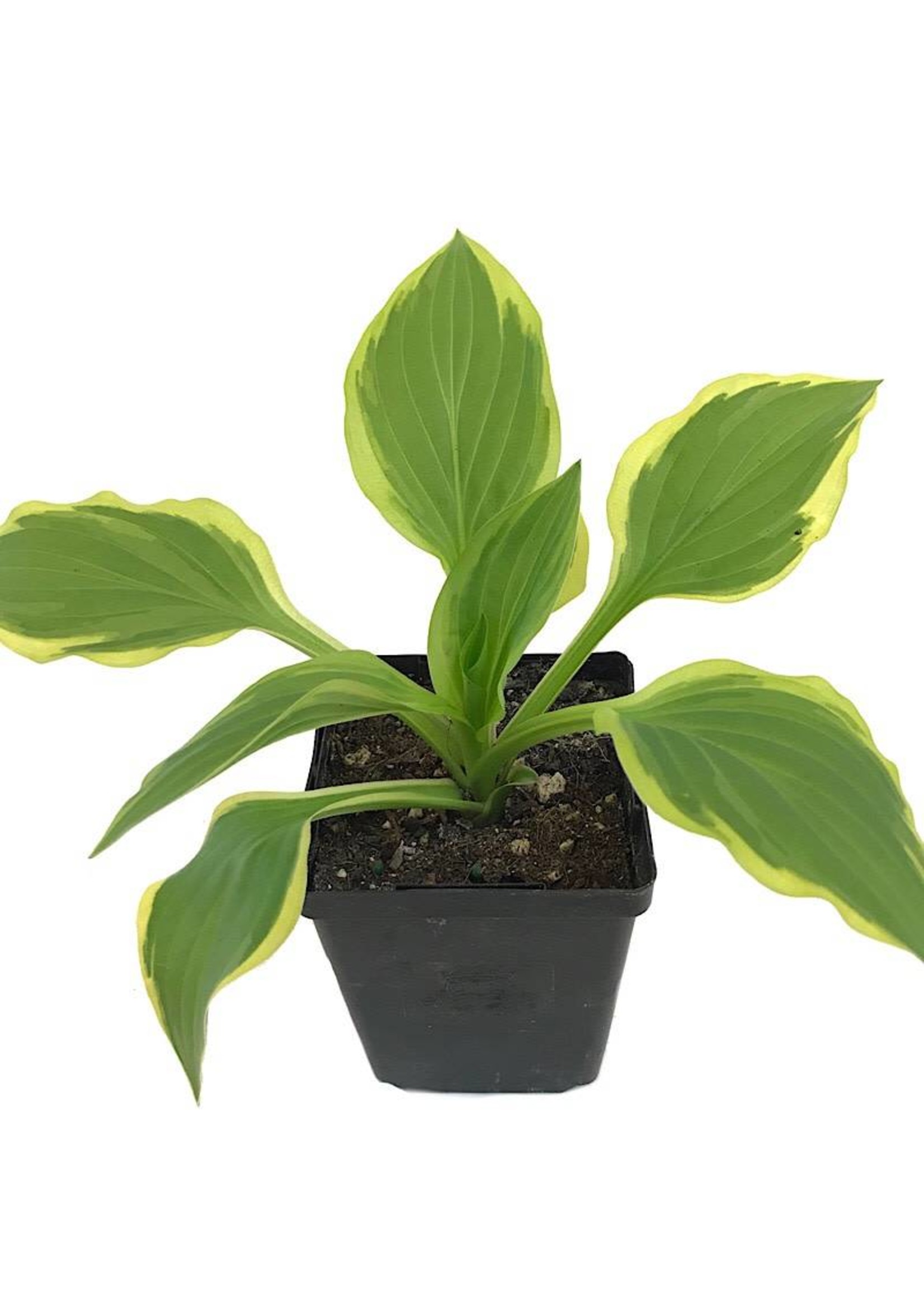 Hosta 'So Sweet' - 4 inch - The Garden Corner