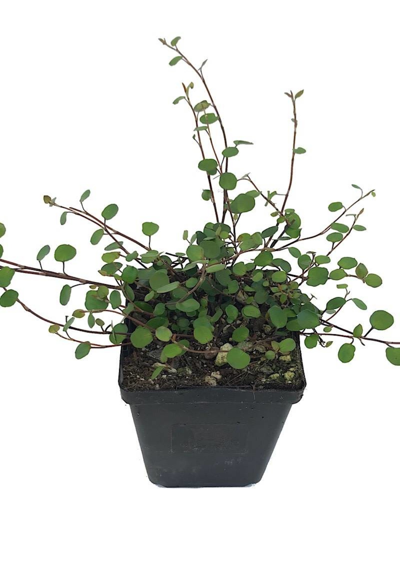 Muehlenbeckia complexa  4 Inch