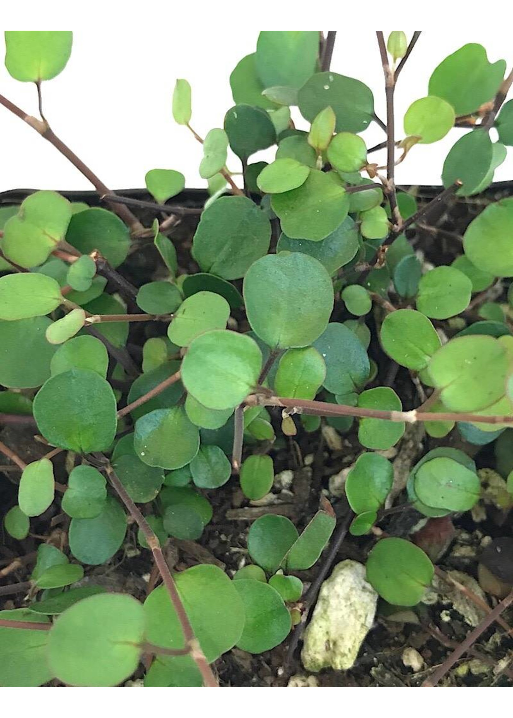 Muehlenbeckia complexa  4 Inch