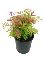 Sorbaria sorbifolia 'Sem' 1 Gallon