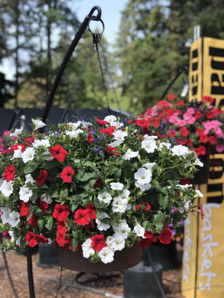 Giving up on his hanging basket... 4 steps to the perfect hanging basket