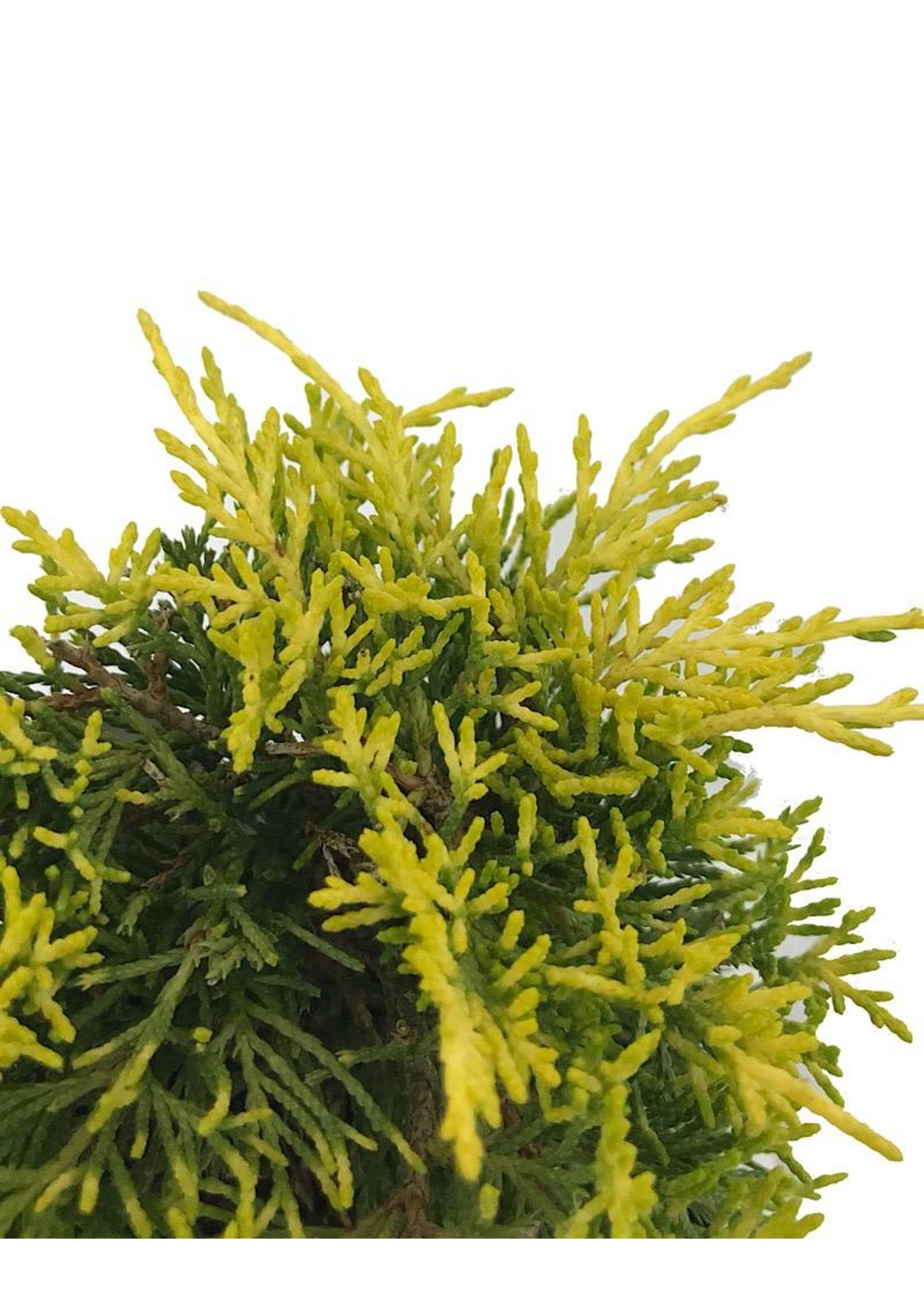 Juniperus pfitzeriana 'Golden Joy'  4 inch